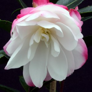 Camellia sasanqua 'Paradise Blush'