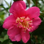 Camellia sasanqua 'Paradise Glow'