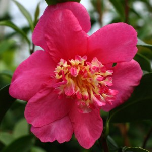 Camellia sasanqua 'Paradise Glow'