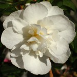 Camellia sasanqua 'Paradise Helen'