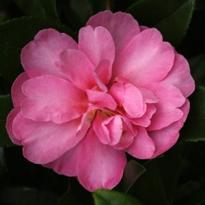 Camellia sasanqua 'Paradise Hilda'