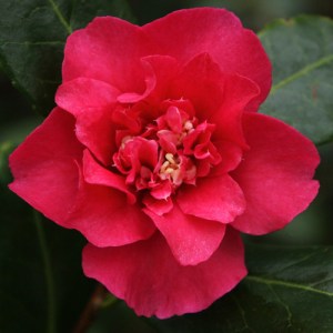 Camellia sasanqua 'Paradise Joan'