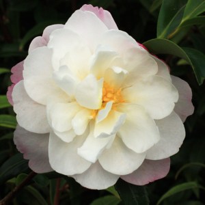 Camellia sasanqua 'Paradise Pearl'