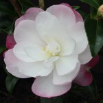 Camellia sasanqua 'Paradise Sayaka'