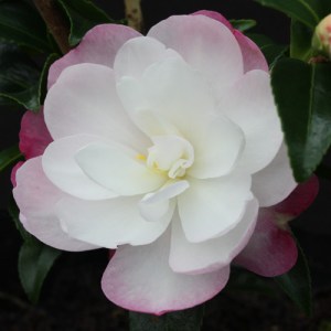 Camellia sasanqua 'Paradise Sayaka'