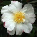 Camellia sasanqua 'Paradise Venessa'