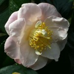 Camellia japonica 'Patricia Ann'