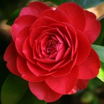 Camellia japonica 'Paulette Goddard'
