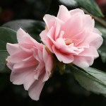 Camellia japonica 'Peach Blossom'