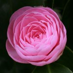 Camellia japonica 'Pearl Maxwell'