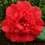 Camellia japonica 'Pensacola Red'