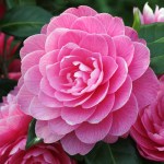 Camellia japonica 'Perfecta'