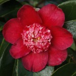 Camellia hybrid 'Peter Betteley'