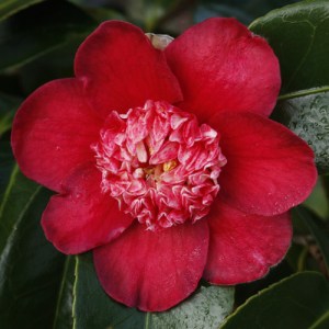 Camellia hybrid 'Peter Betteley'