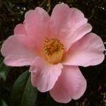 Camellia x williamsii 'Philippa Forward'