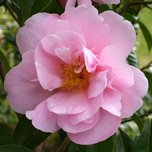 Camellia 'Phyl Doak'