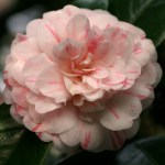 Camellia japonica 'Picturata'