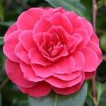 Camellia japonica 'Pierate's Pride'