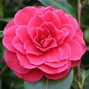 Camellia japonica 'Pierate's Pride'