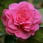 Camellia japonica 'Pink Champagne'