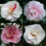 Camellia japonica 'Pink Clouds'