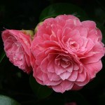Camellia japonica 'Pink Dawn'