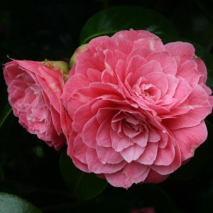 Camellia japonica 'Pink Dawn'