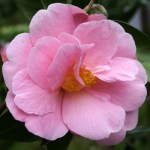 Camellia 'Pink Icicle'