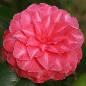 Camellia japonica 'Pink Perfection'