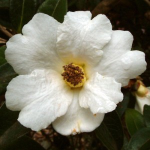 Camellia pitardii