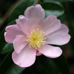 Camellia sasanqua 'Plantation Pink'