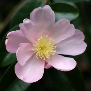 Camellia sasanqua 'Plantation Pink'