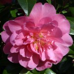 Camellia 'Plymouth Beauty'