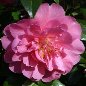 Camellia 'Plymouth Beauty'
