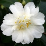 Camellia 'Polar Ice'