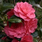 Camellia hybrid 'Polyanna'