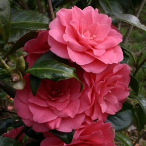 Camellia hybrid 'Polyanna'