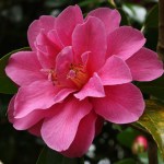 Camellia 'Porthpean'