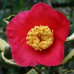 Camellia japonica 'Portuense'
