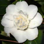Camellia japonica 'Powder Puff'