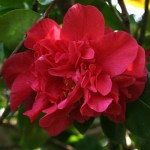 Camellia japonica 'Premier'