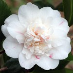 Camellia japonica 'Press's Eclipse'