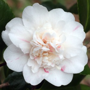 Camellia japonica 'Press's Eclipse'
