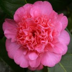 Camellia japonica 'Preston Rose'