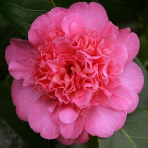 Camellia japonica 'Preston Rose'
