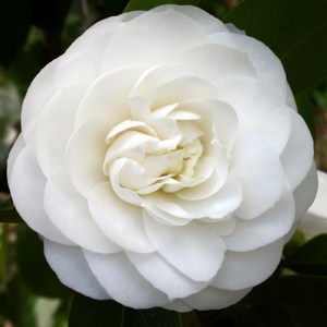 Camellia japonica 'Primavera'