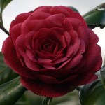 Camellia japonica 'Prince Murat'