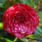 Camellia japonica 'Princess Baciocchi'