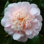 Camellia 'Priomfo di Lodi'