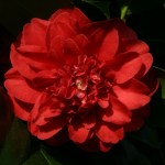 Camellia japonica 'Professor Sargeant'